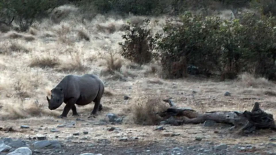 20BlackRhinoMoringa.jpg