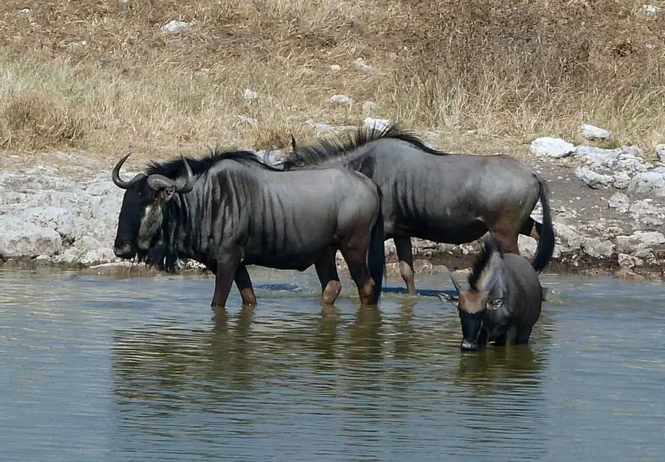 27WildebeestOkaukuejo.jpg