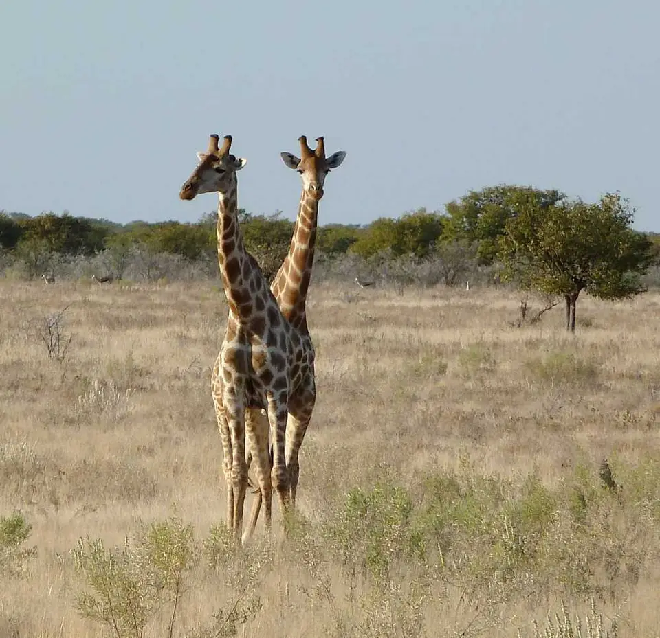 37GiraffenOkaukuejo.jpg