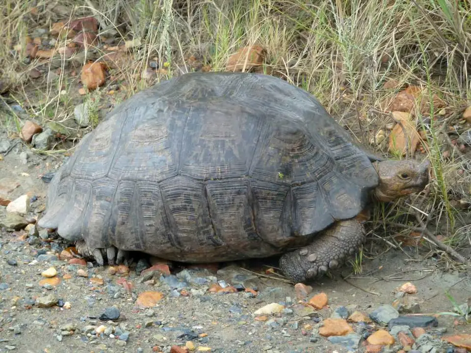AngulatedTortoise1.jpg