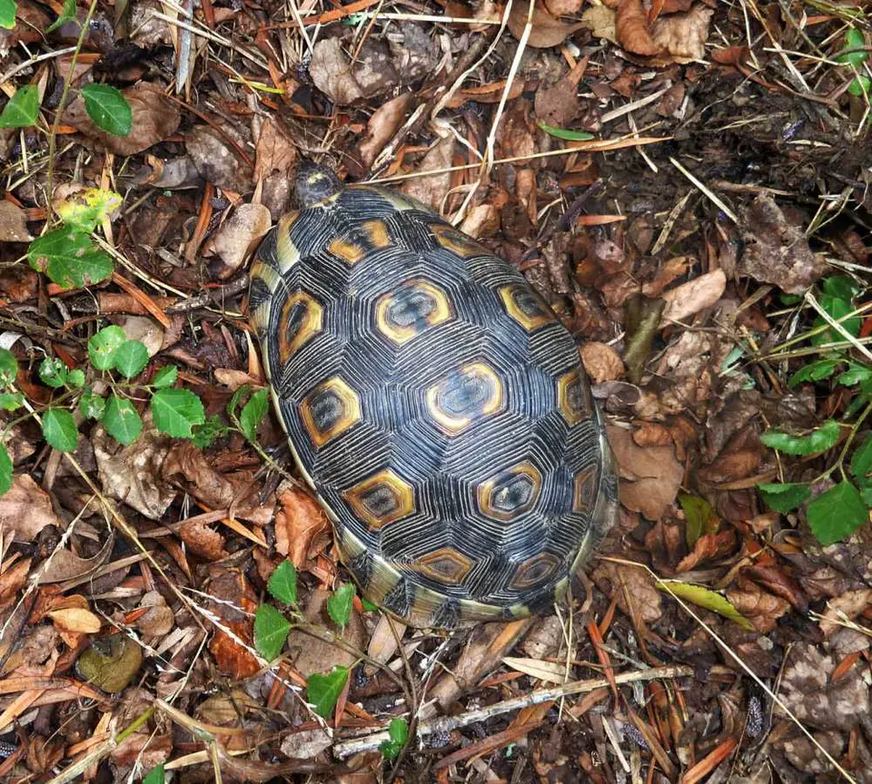 AngulatedTortoise2.jpg