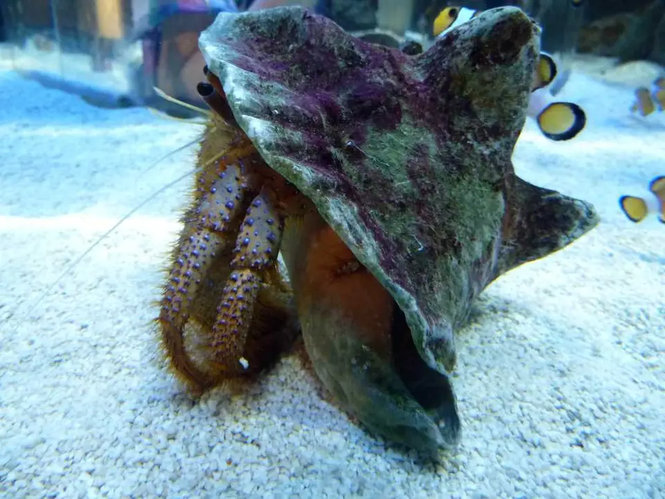 Aquarium1.jpg