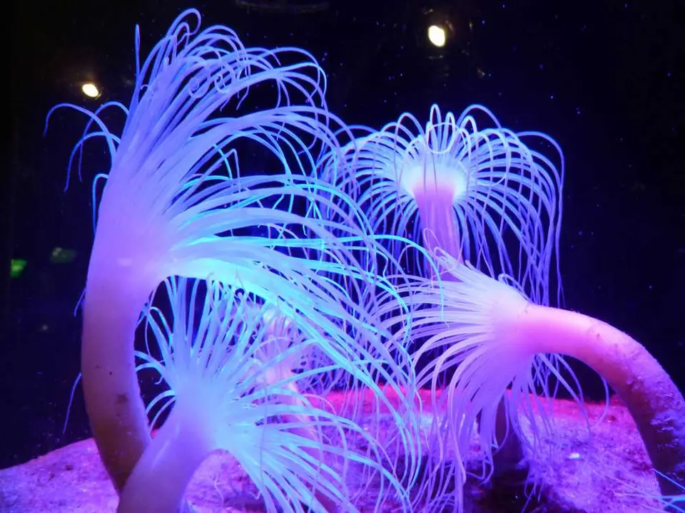 Aquarium2.jpg