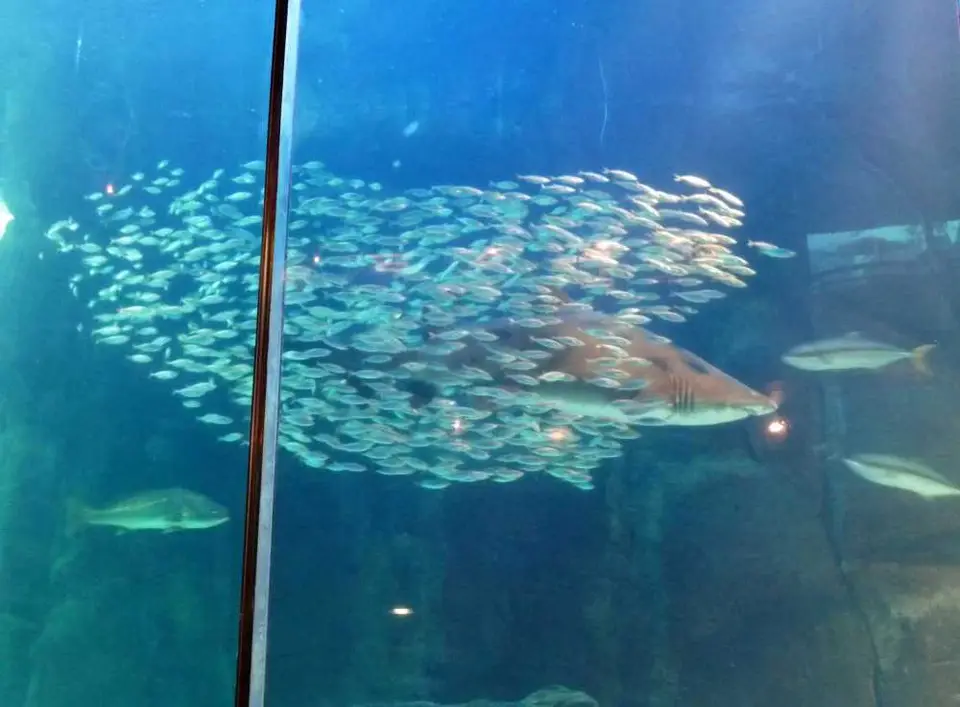 Aquarium3.jpg