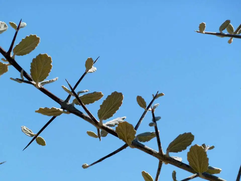 Baum1Huab.jpg