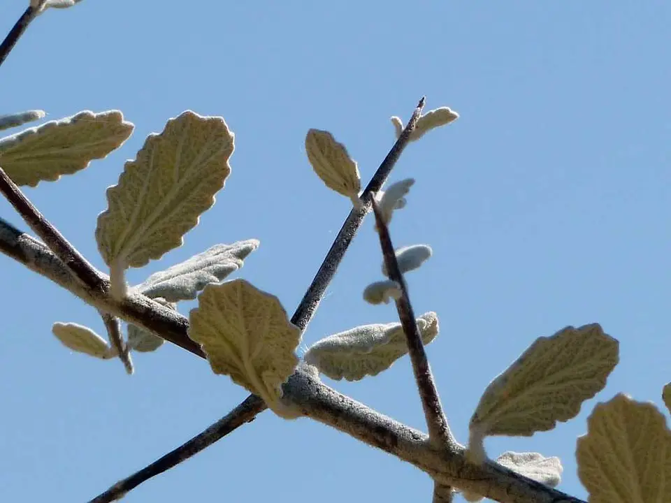 Baum1aHuab.jpg