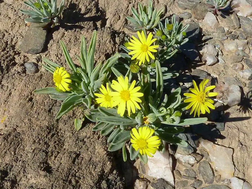 Blume2.jpg