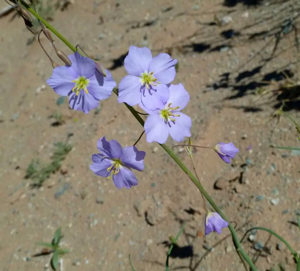 Blume3.jpg