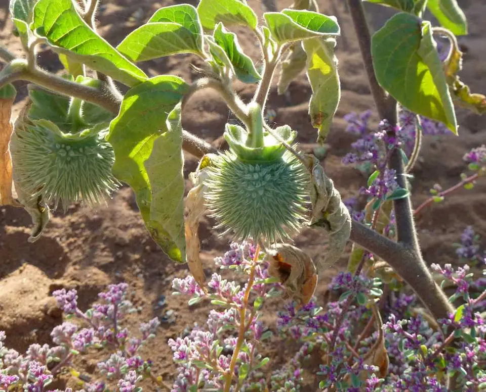 BlumeSossusvlei4.jpg