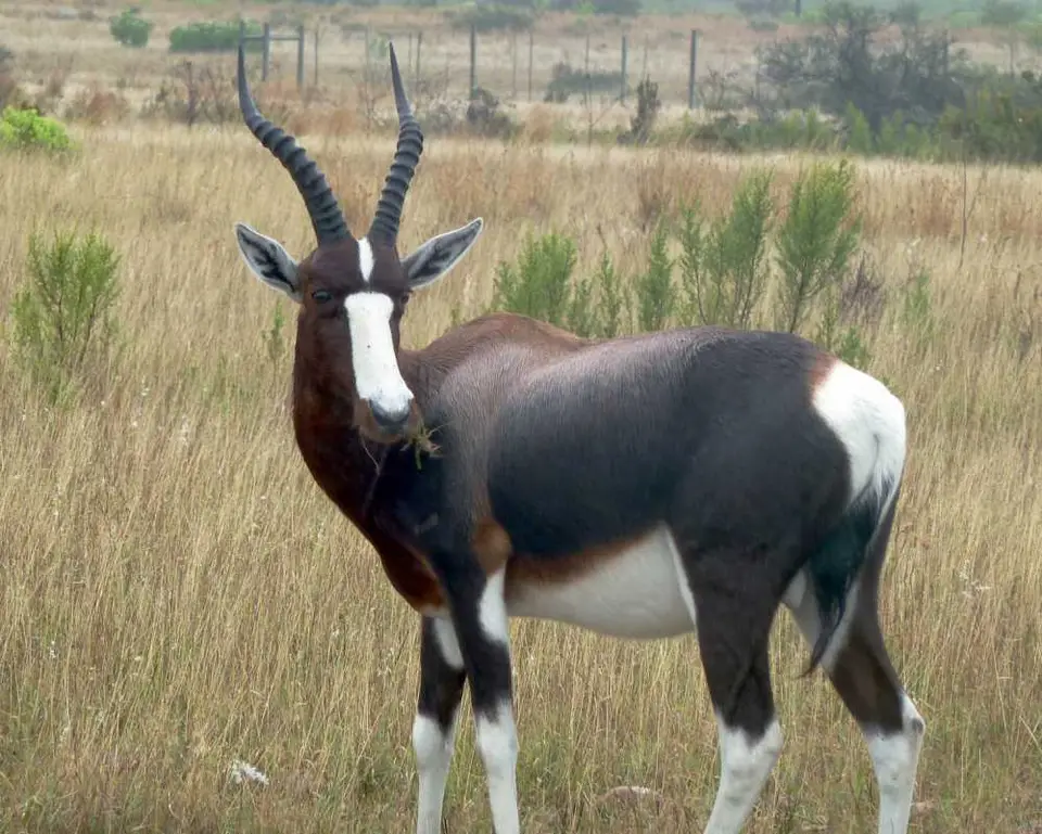Bontebok1.jpg