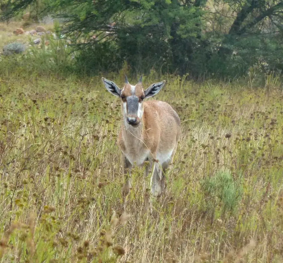 Bontebok2.jpg