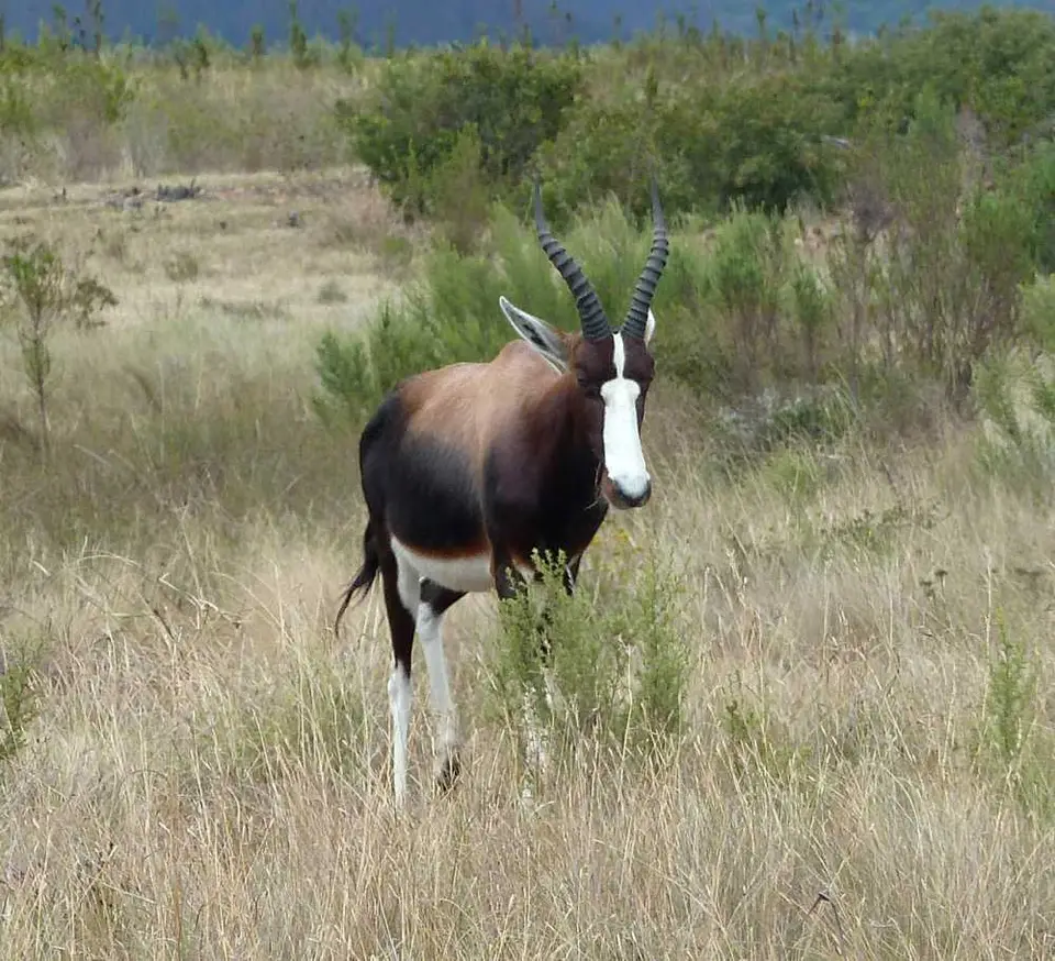 Bontebok3.jpg