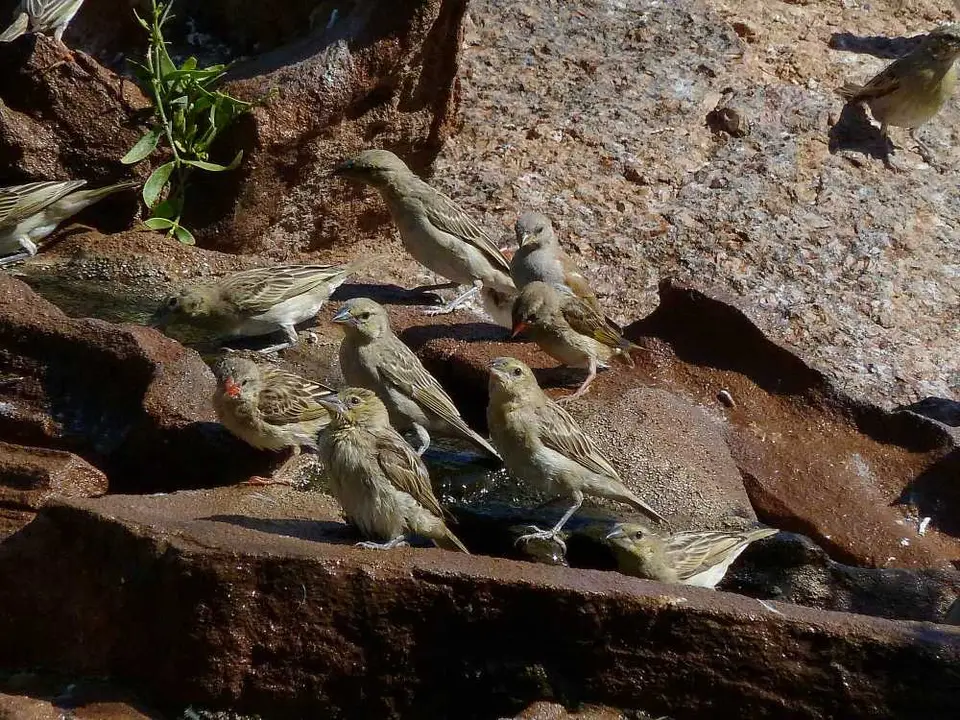 CampKipweVogelbad3.jpg
