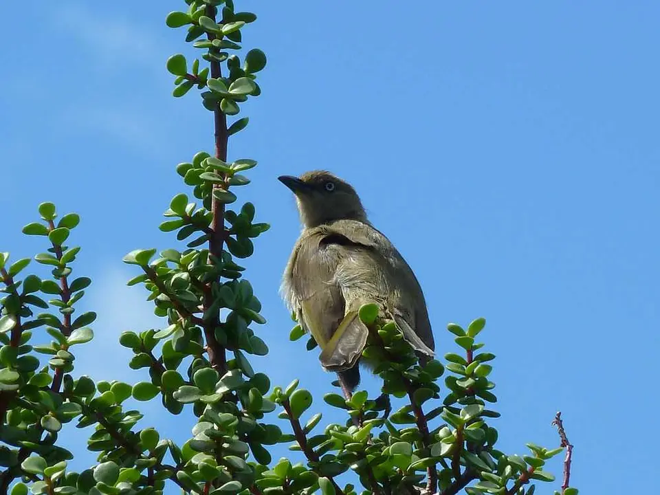CampVogel.jpg