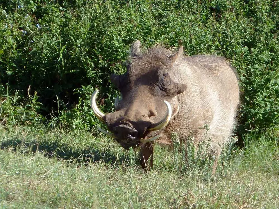 HarveysLoopWarthog.jpg