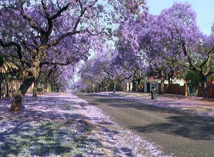 Jacaranda.klein.jpg