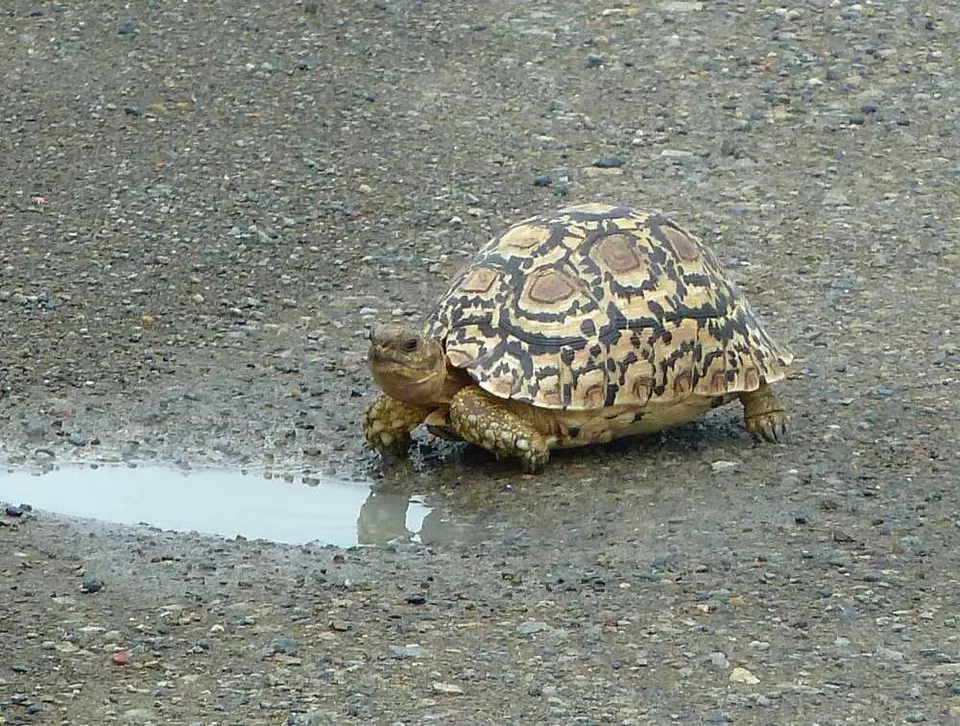 LeopardTortoise.jpg