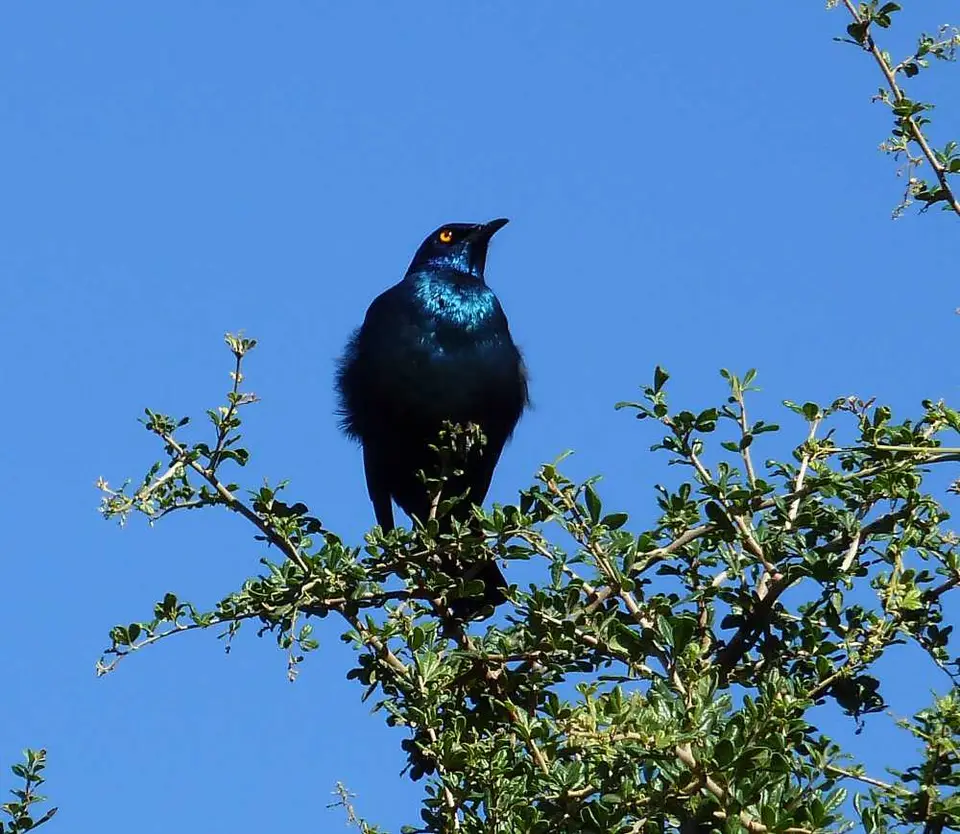 MainRoadStarling.jpg