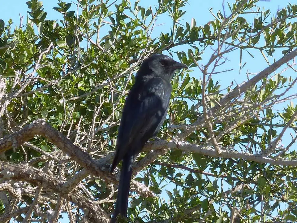 MbotyiLoopDrongo.jpg