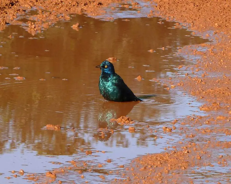 MbotyiLoopStarling1.jpg