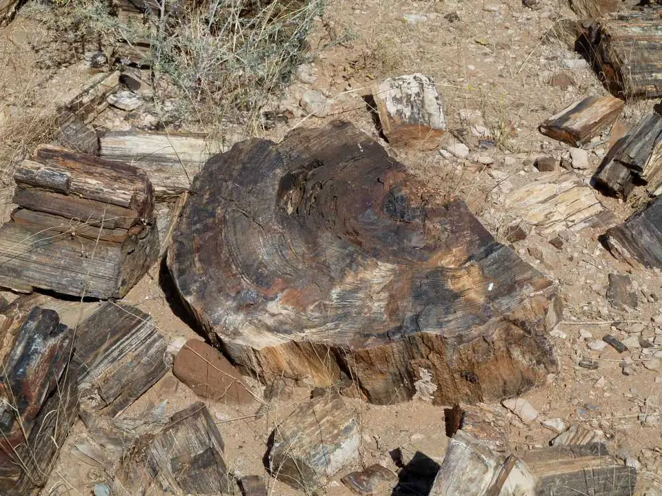 PetrifiedForest3.jpg