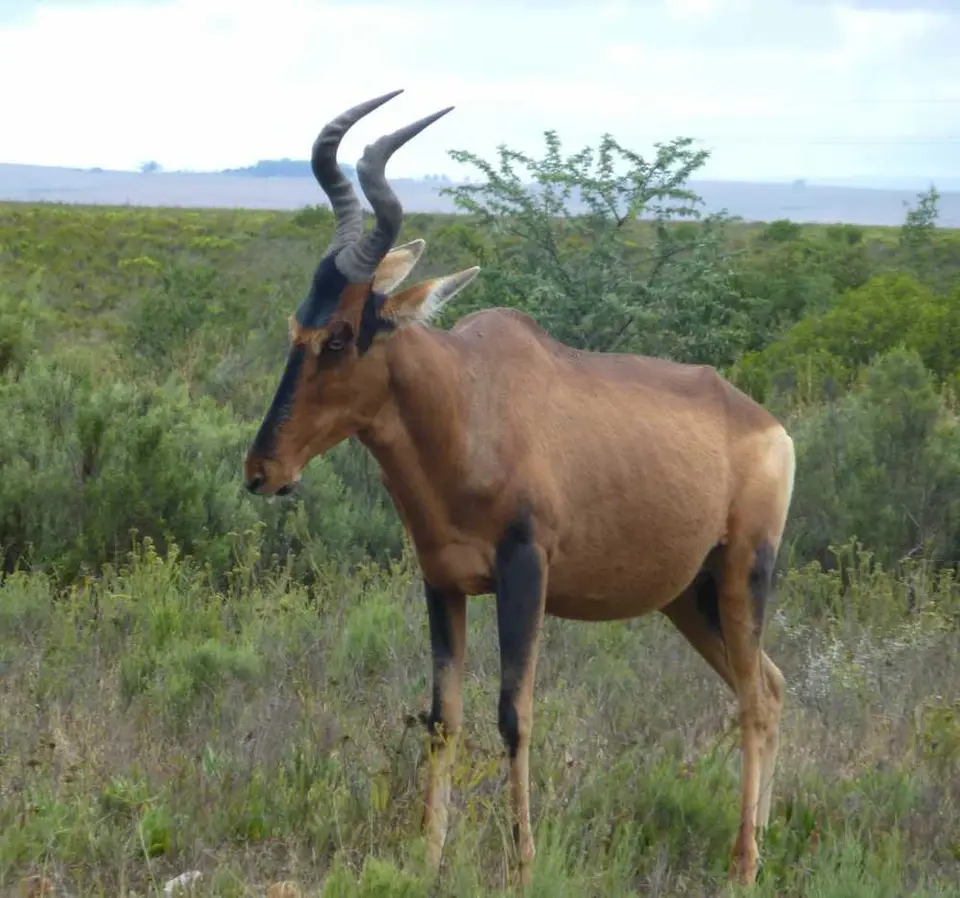 RedHartebeest2.jpg