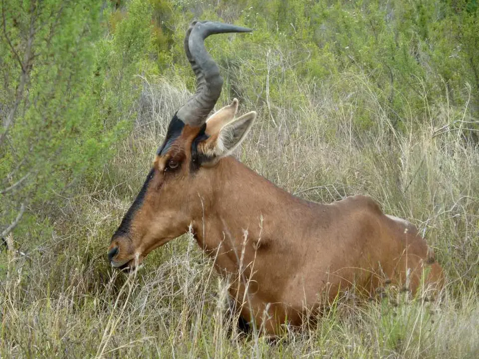 RedHartebeest5.jpg