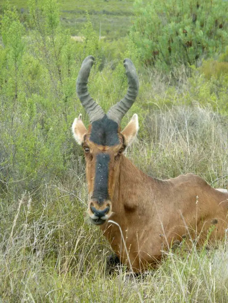 RedHartebeest6.jpg