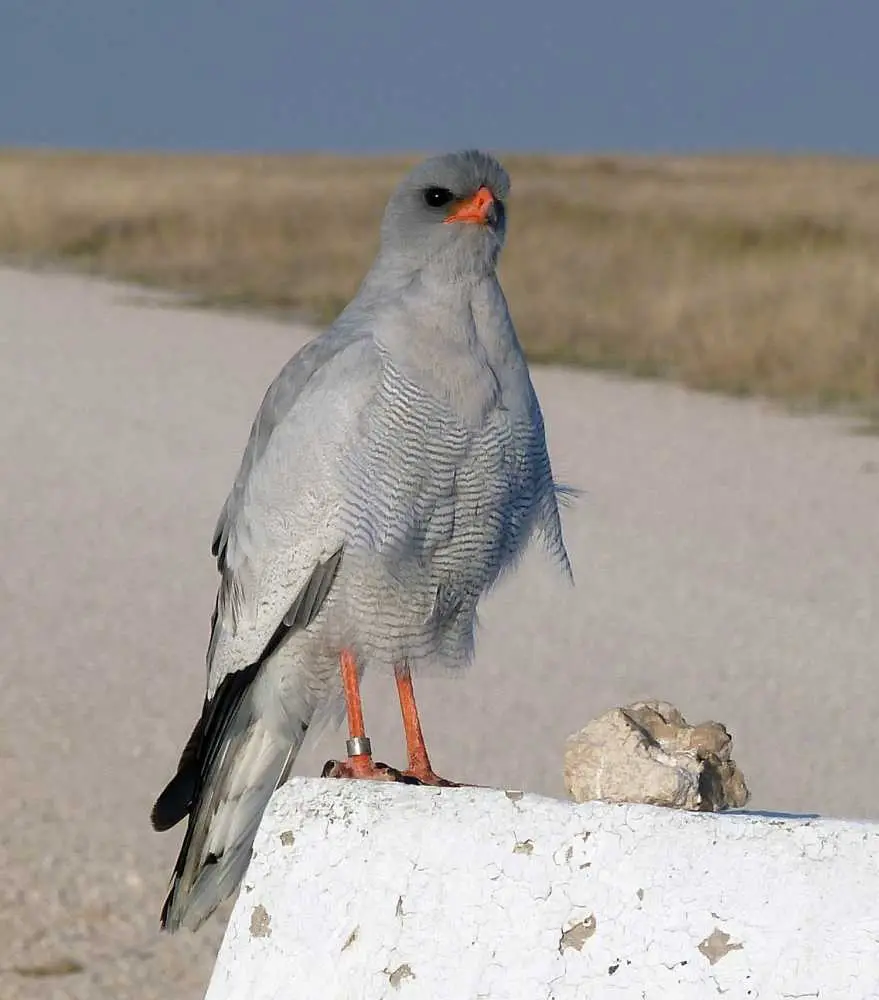 Sparrowhawk_1.jpg