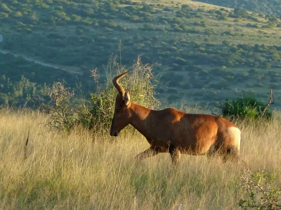VukaniLoop2RedHartebeest1.jpg