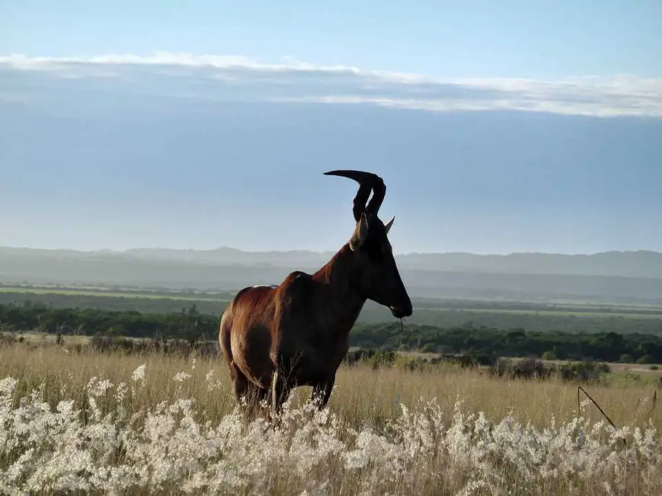 VukaniLoop3RedHartebeest2.jpg
