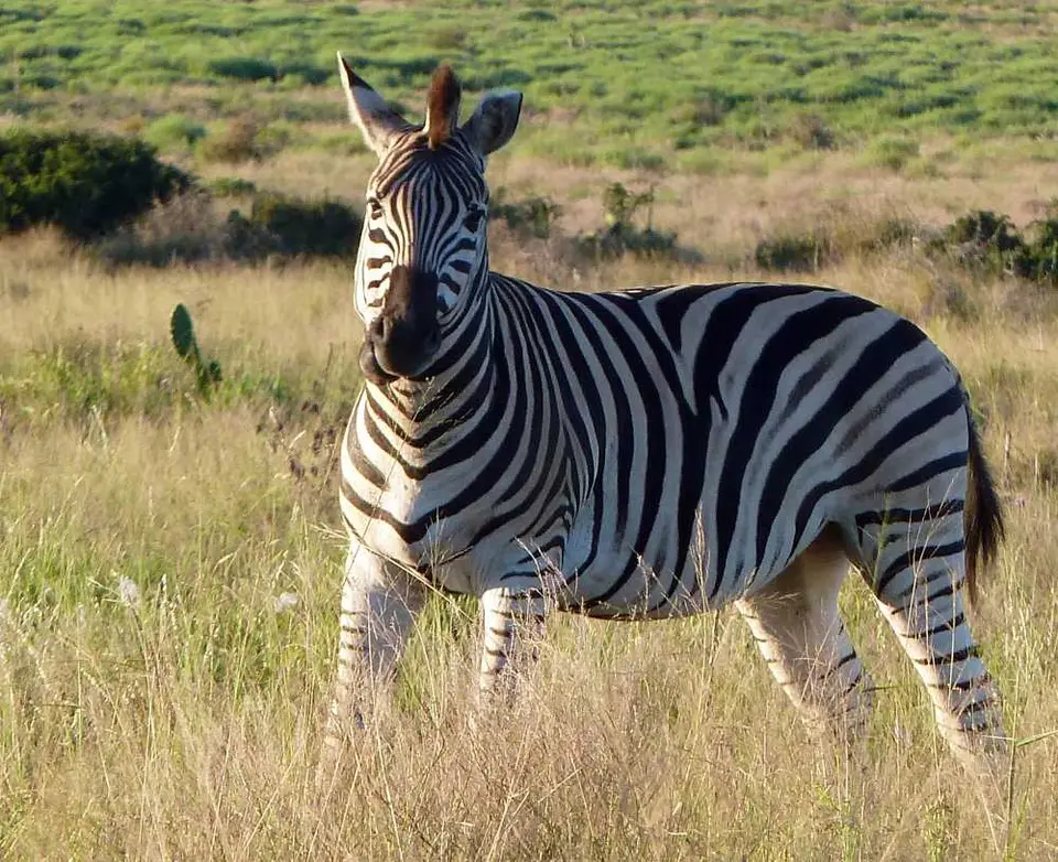 VukaniLoop4Zebra.jpg