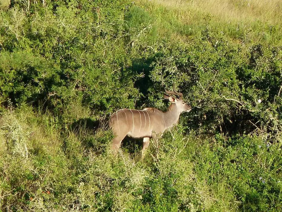 VukaniLoop5Kudu.jpg