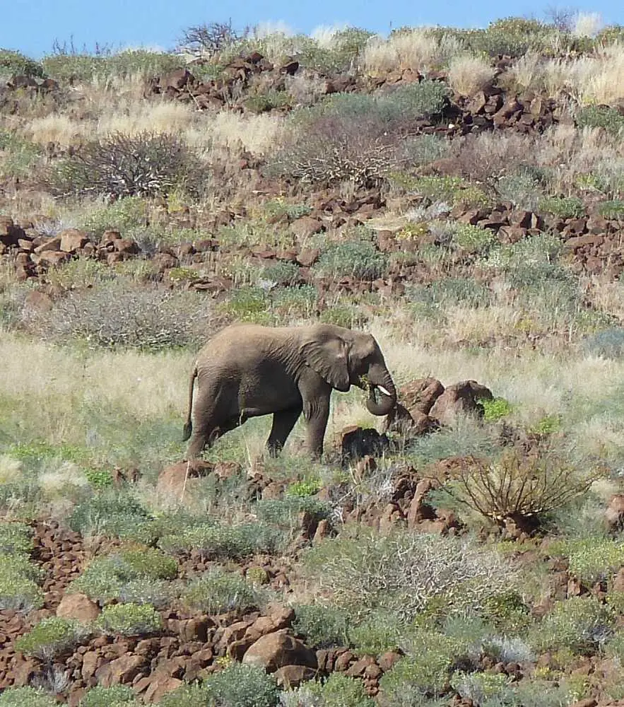 Wstenelefant3.jpg