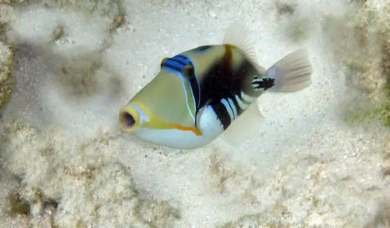 FischManebaAtolleSchnorcheln_bearbeitet-1.jpg