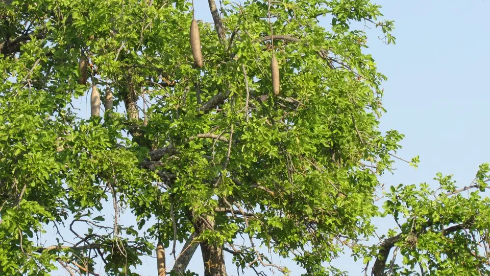 AIMG_0512.jpg