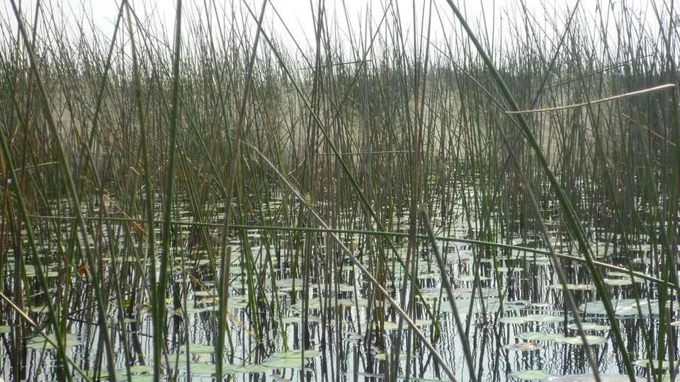 AP1110115.jpg