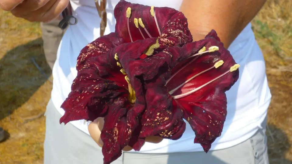 AP1110141.jpg
