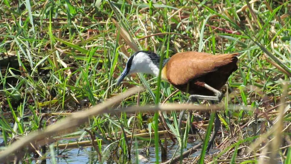 BAfricanJacanaBlaustirnblatthhnchen.jpg
