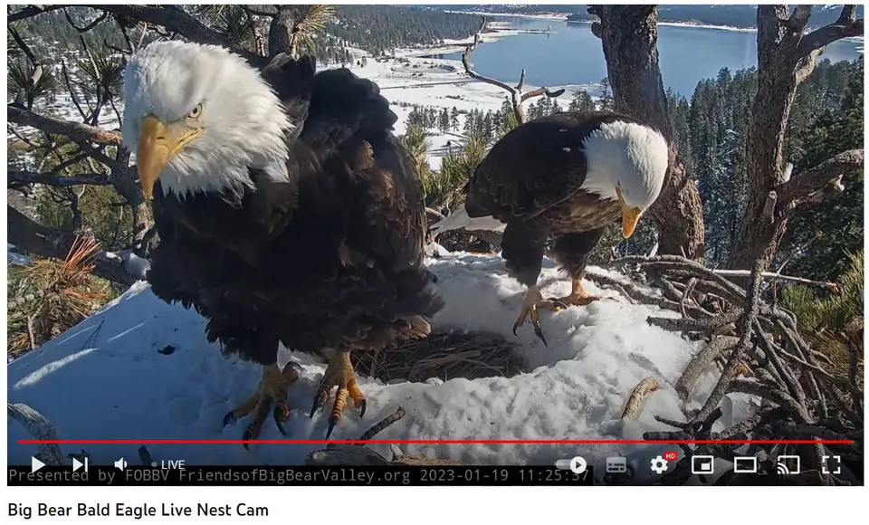 BaldEagle.JPG