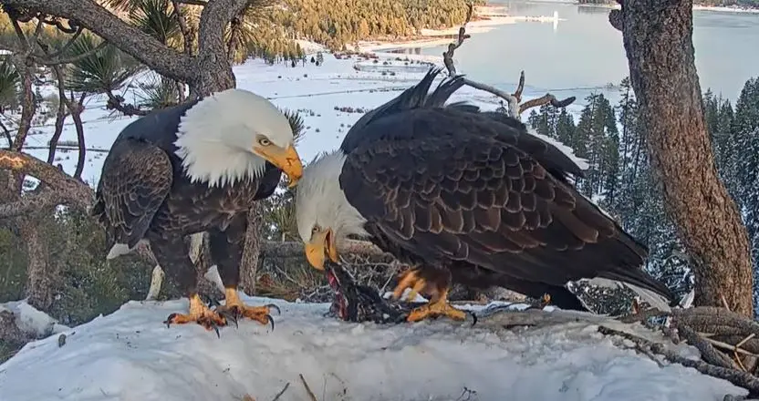 BaldEagle1.JPG