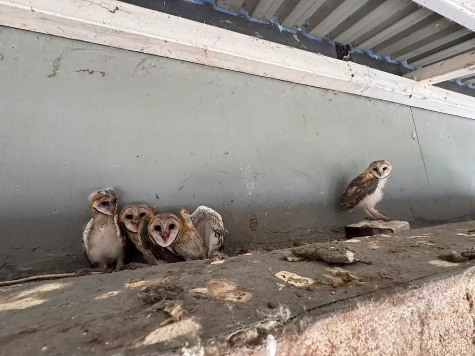 BarnOwl1.jpg