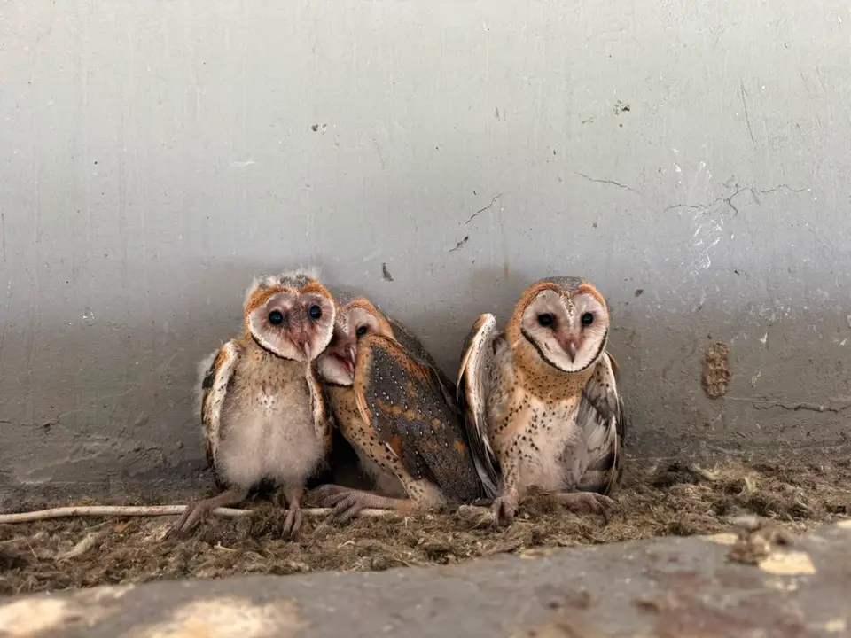 BarnOwl2.jpg