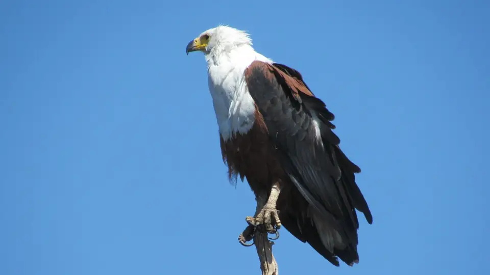 Bfisheagle2.jpg