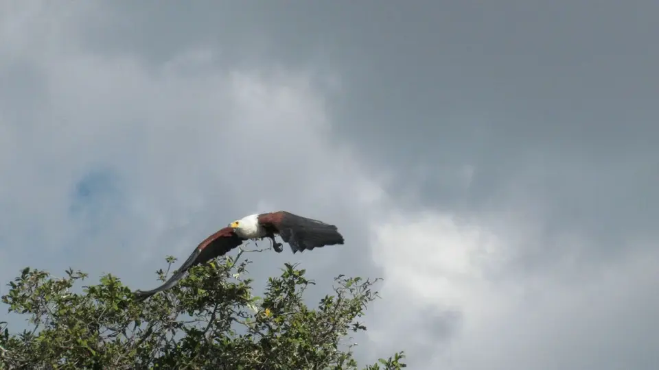Bfisheaglefliegend.jpg