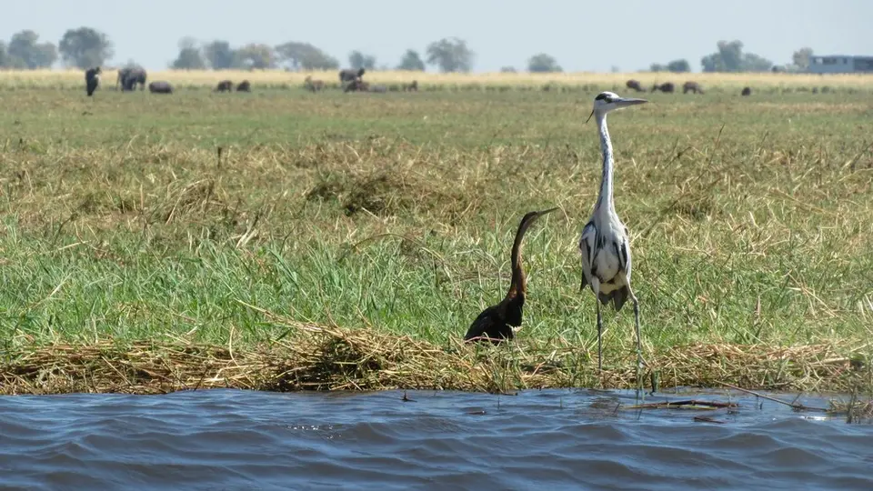 Bgreyheronafricandarter.jpg