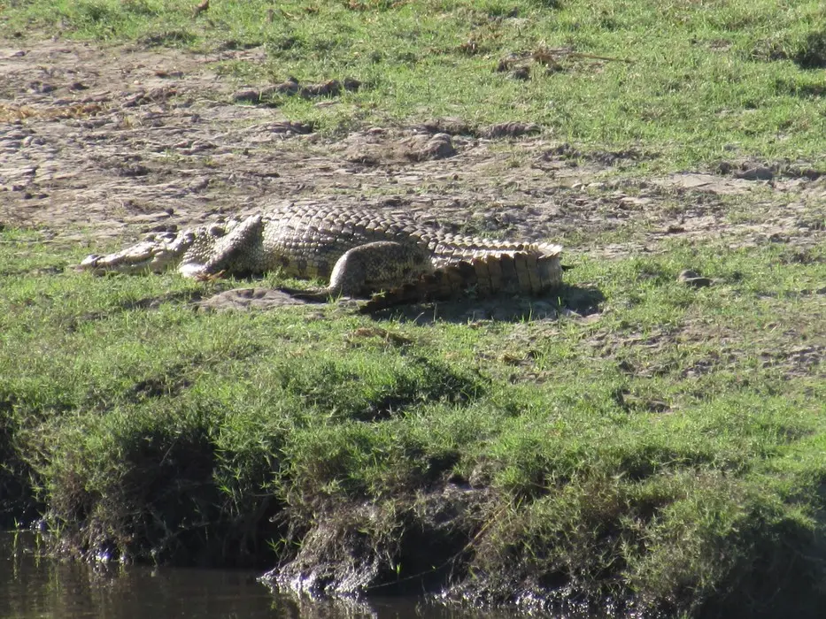 CCroc.jpg