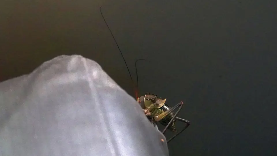 DSC00170BOT26k.jpg