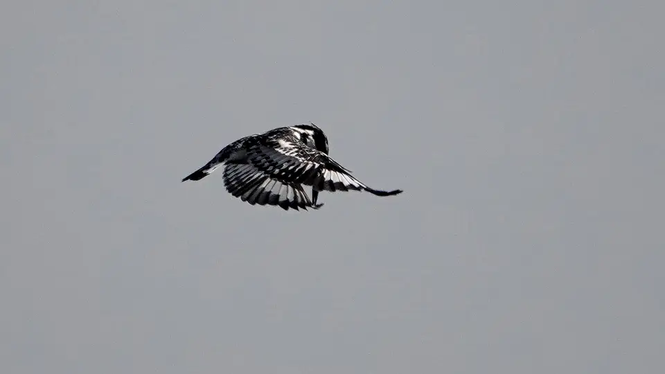 DSC00405k.JPG