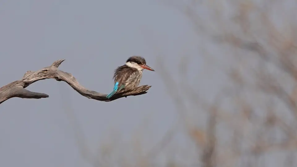 DSC01612ak.JPG